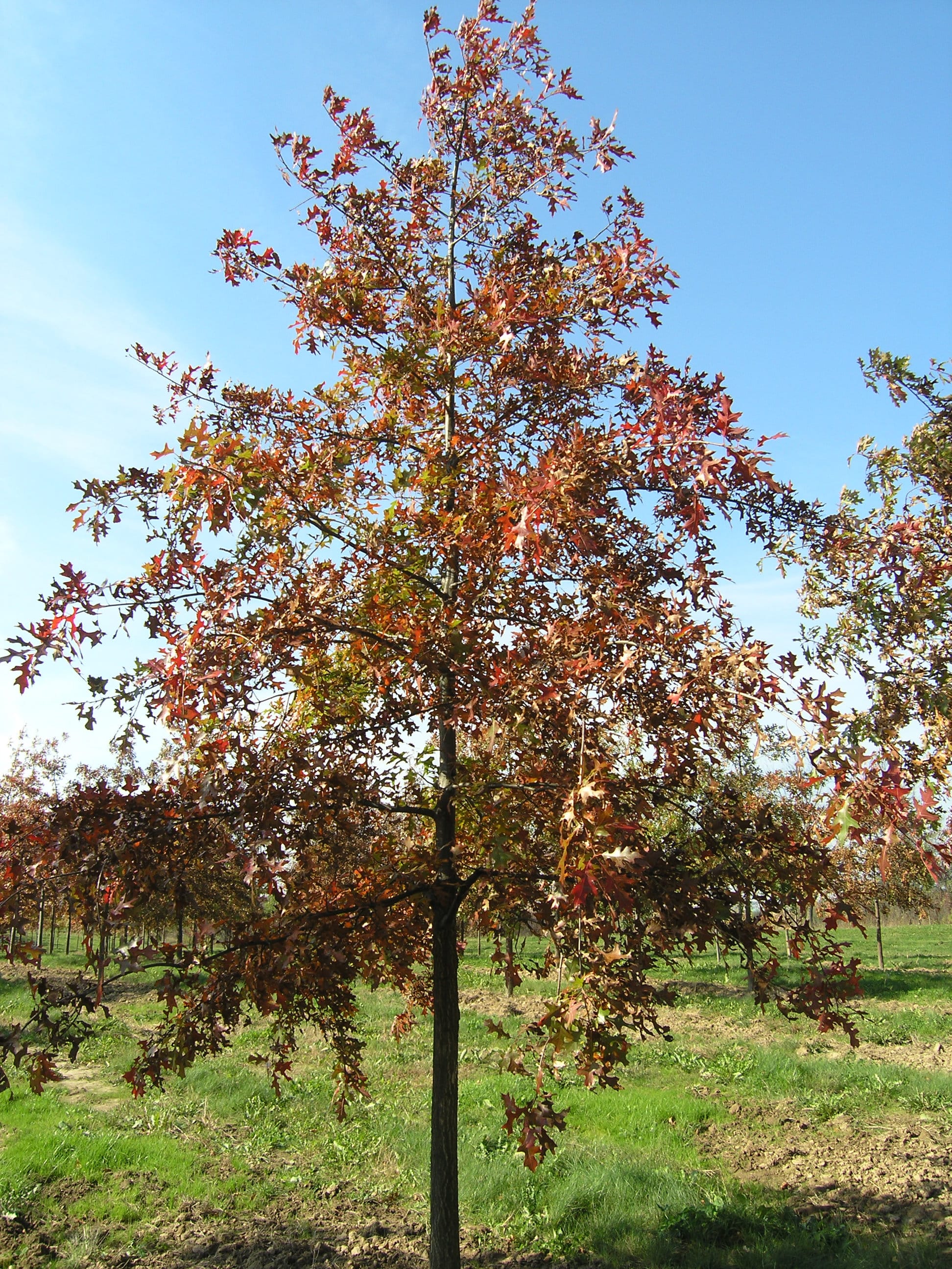 Quercus palustris